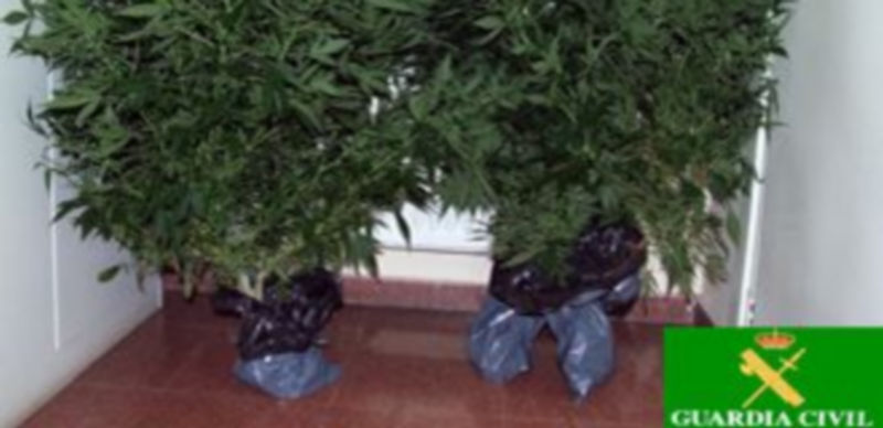 En Tolocirio y Tabanera del Monte se han encontrado plantas de marihuana en avanzado estado de crecimiento. / E.A.