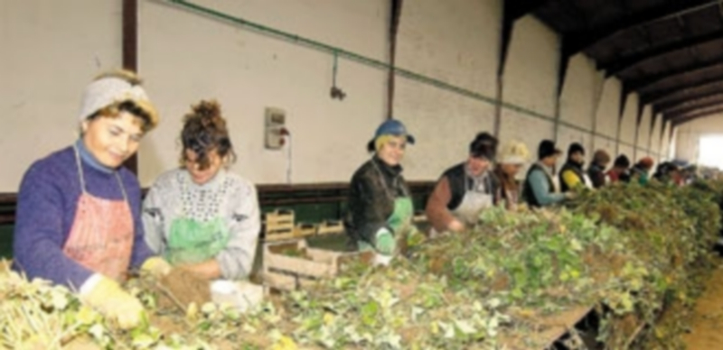 Un grupo de trabajadoras en una planta de vivero de fresas de la provincia