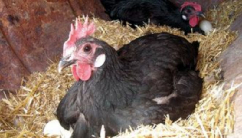 Una gallina negra incubando los huevos. Los primeros estudios han permitido localizar criadores de aves de esta especie de origen árabe en cinco pueblos./El Adelantado