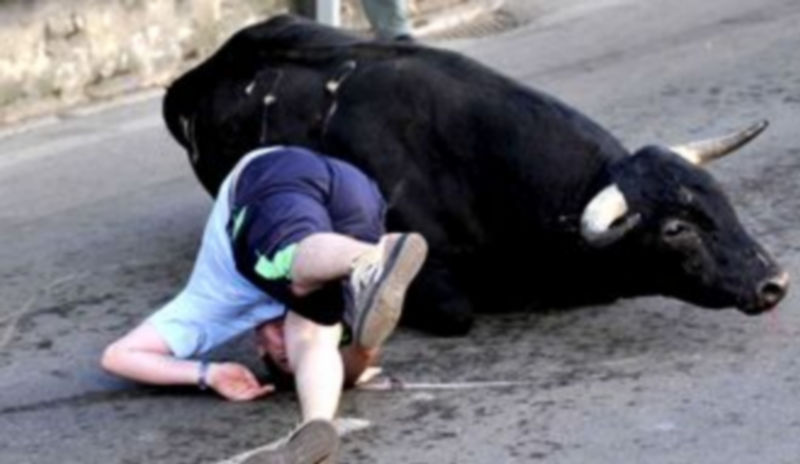 Un corredor cae frente al toro que quedó rezagado en el tramo final del recorrido por el casco urbano de Cuéllar
