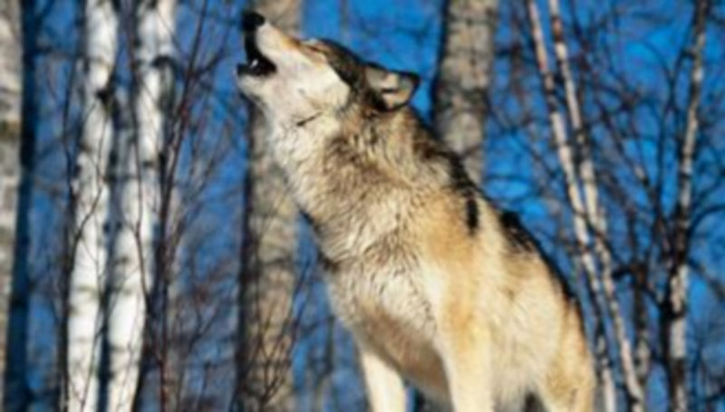 Un lobo aullando