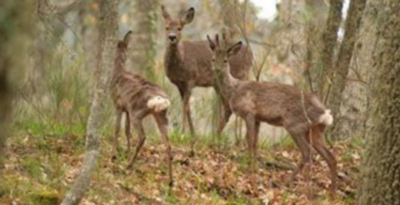 Desde la Sierra de Guadarrama
