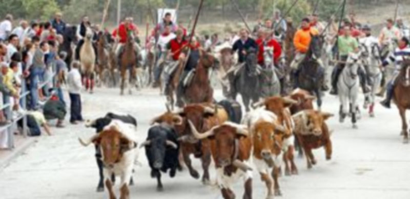 Los novillos de Escudero de Cortos