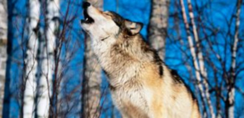 La escucha de lobos aullando es cada vez menos frecuente