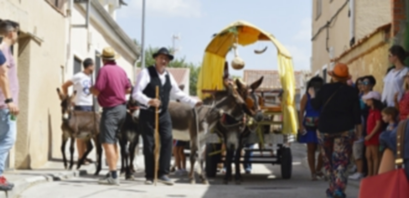 El buen ambiente cala en las fiestas de Madrona 1 Pasacalles con los burros Manolo