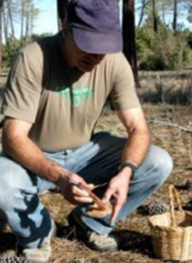Un hombre recoge níscalos en un pinar de Sebúlcor incluido en el parque natural de las Hoces del río Duratón