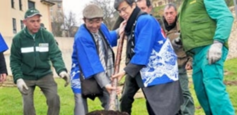 Un amplio programa de actividades acercará la cultura japonesa al sector 1 Un representante de la Embajada de Japón participó en la plantación de un sakura en 2013 en Segovia. / Fotos: Kamarero