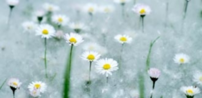 En Castilla y León más del 20% de la población tiene problemas de alergia provocados por el polen. / kamarero