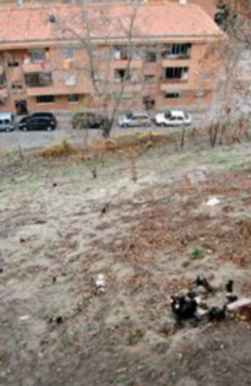 El Ayuntamiento acomete estos días labores de limpieza de la ladera del Paseo del Salón