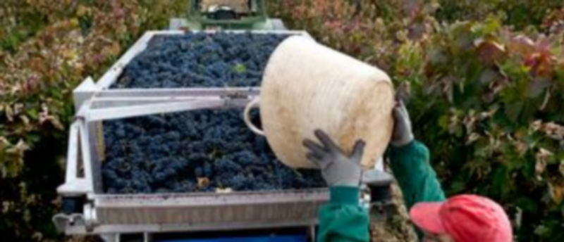 La recogida de la uva ha comenzado ya en la zona de Rueda y se generalizará la próxima semana en las comarcas de Valtiendas y Ribera del Duero. / Kamarero