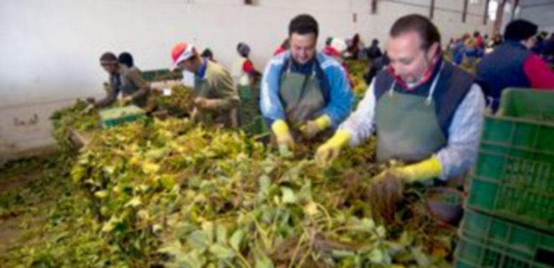 Algunos viveros de la provincia de Segovia que están dedicados a la planta de fresa emplean a más de 400 personas durante estos días . / Kamarero
