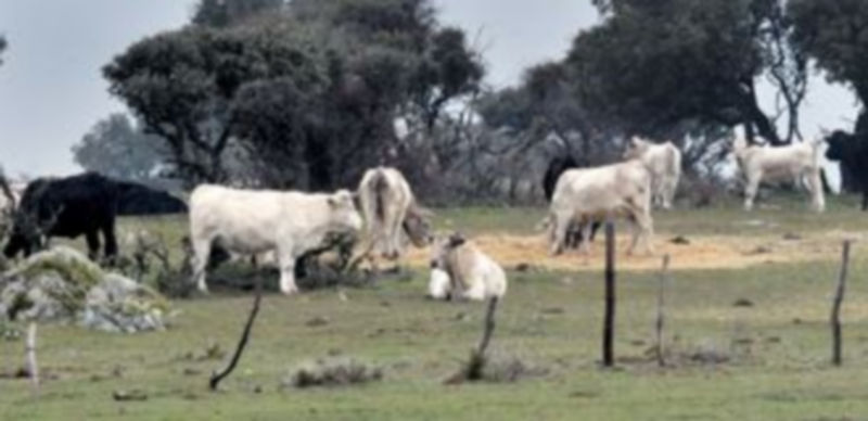 Algunos ejemplares de ganado vacuno pastando en una finca de Segovia que
