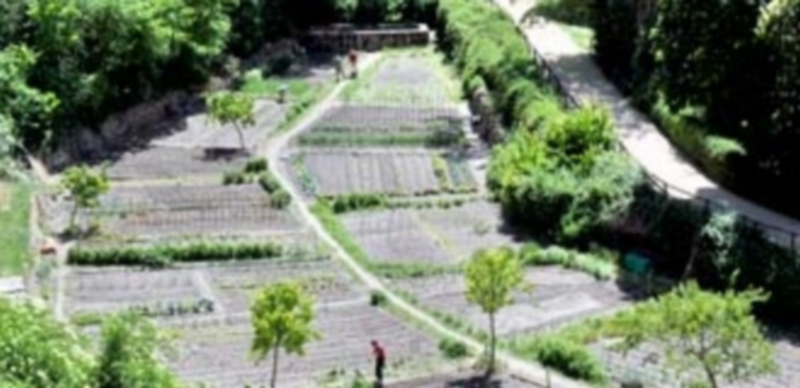 Imagen de archivo de algunas de las parcelas de las huertas de ocio del municipio situadas en La Hontanilla. / Kamarero