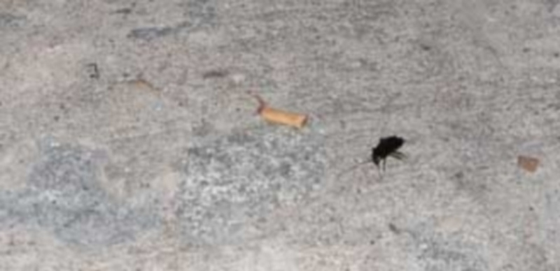 Las cucarachas no dejan de hacerse presentes en el barrio. / M.G.