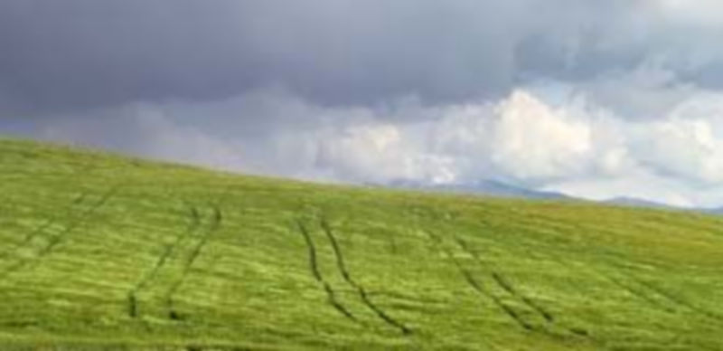 Las lluvias han devuelto el color verde a los campos segovianos