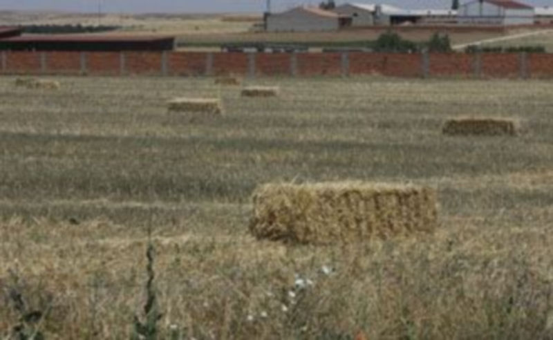 La sequía que acompañó a la primavera multiplicó la contratacion de seguros y ha reducido la producción de paja. /  F. P.
