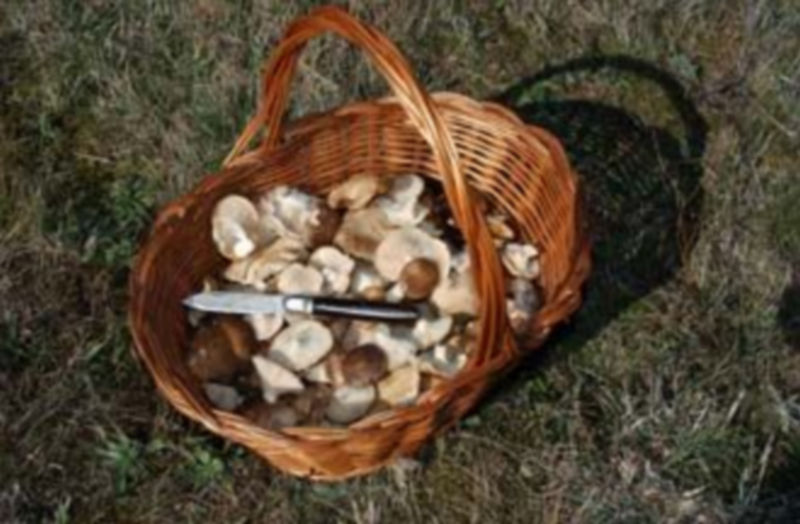 En la provincia de Segovia hay más de veinte tipos diferentes de setas. /G.H.