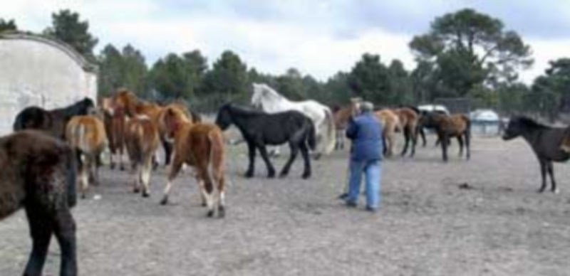 Una de las dos principales explotaciones dedicadas a la cría de potros para carne y que se localizan en el centro de la provincia. / F. Descalzo