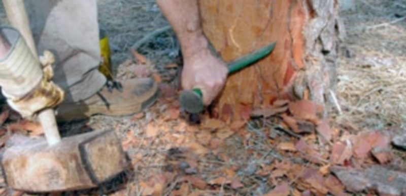 Un resinero se dispone