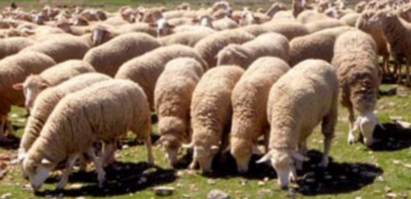 Las exportaciones de animales vivos del sector ovino no compensan el descenso de ventas de su carne. / Kamarero