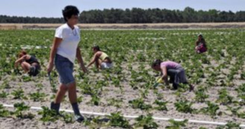 La agricultura está generando empleo. Trabajadoras temporales en la zona del Carracillo en 2011. / Juan Martín