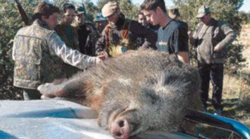 Un jabalí