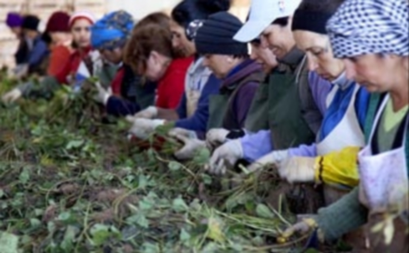 La planta de fresa ocupa un lugar destacado en las exportaciones de la provincia. / ICAL