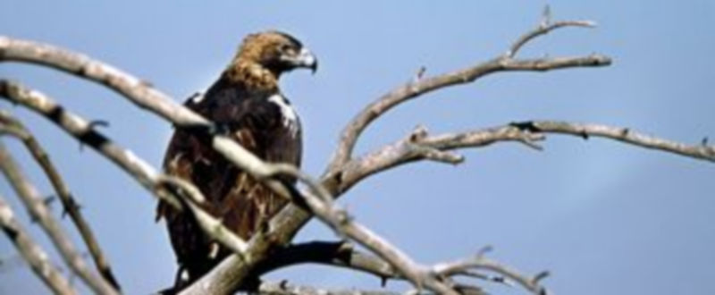 Segovia ha pasado de tener ocho parejas en el año 2009