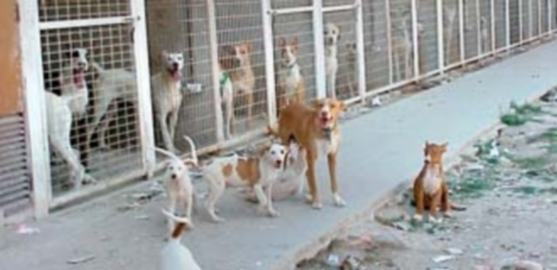 Varios ejemplares de perro