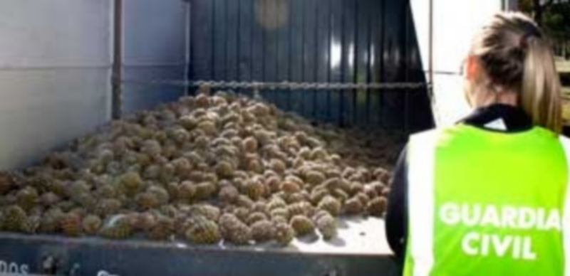 Las piñas han sido decomisadas y entregadas al Servicio Territorial de Medio Ambiente. / El Adelantado