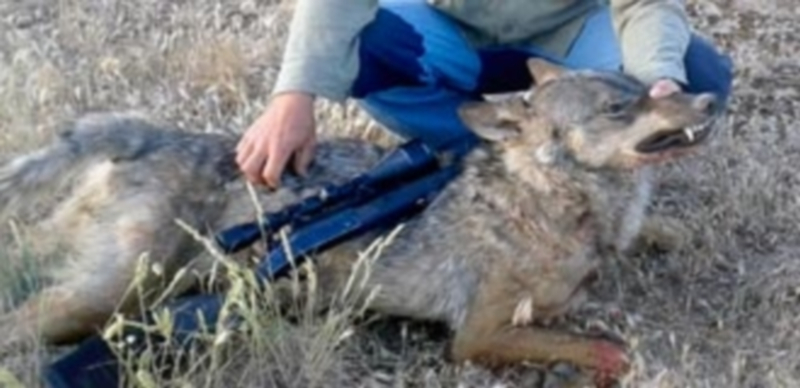 Imagen facilitada por la Subdelegación del Gobierno donde se ve el lobo abatido y el rifle del cazador. / El Adelantado