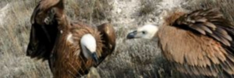 Dos ejemplares de buitre leonado