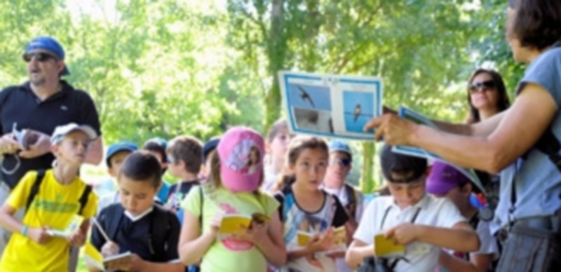 Los niños pudieron identificar el trino