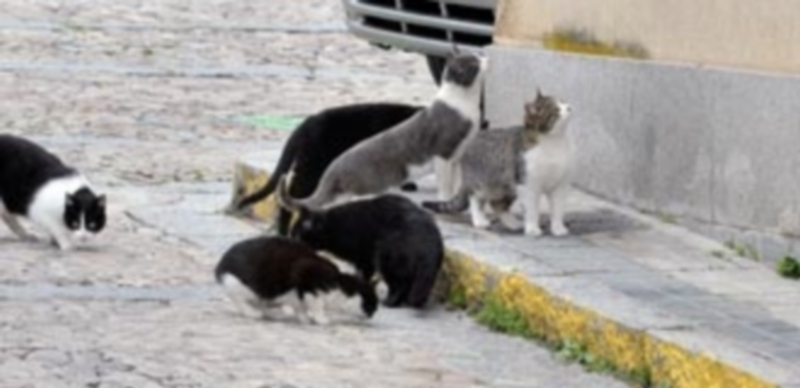 Los gatos asilvestrados viven en colonias de 10 a 20 ejemplares. / KAMARERO