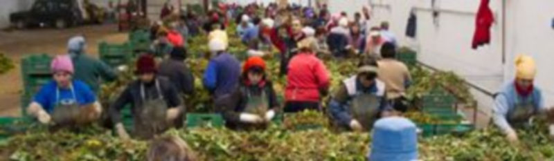 Un vivero de plantas de fresa