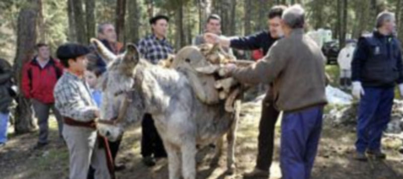 Varios gabarreros se disponen a cargar de leña una caballería