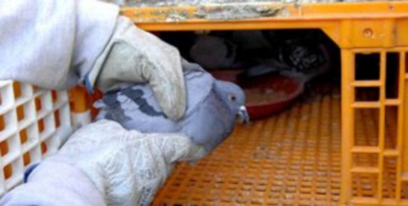 Una paloma es introducida en una de las jaulas en las que se custodian tras ser capturadas./Juan Martín