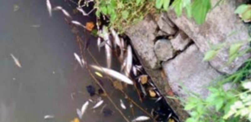 Imagen de varios peces muertos en el río Eresma