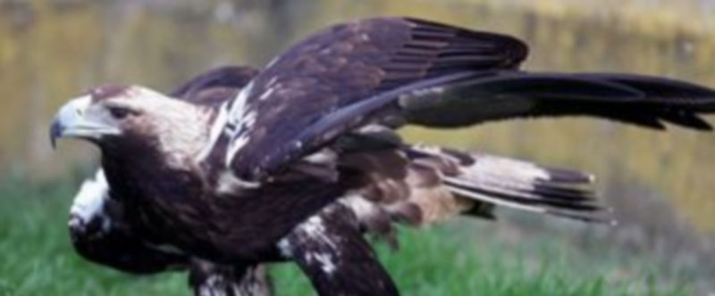 Un ejemplar de águila imperial ibérica se dispone a echar a volar. / Ical