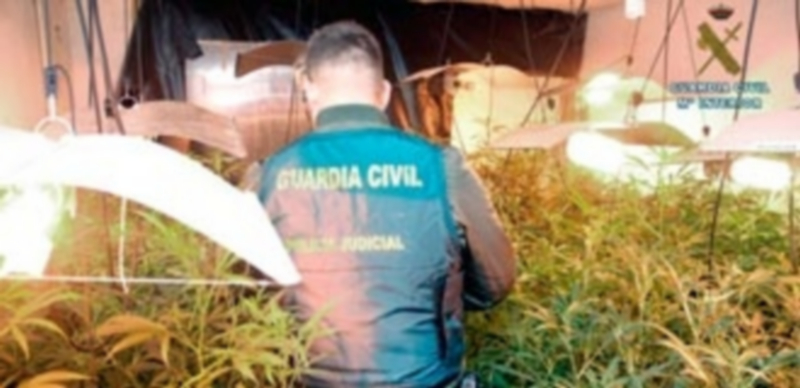 Un agente examina la plantación de marihuana en producción industrial dentro de una vivienda y con luz artificial. / E. A.