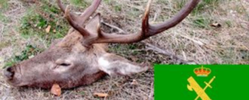 La cabeza de ciervo fue decomisada por la Guardia Civil. / El Adelantado