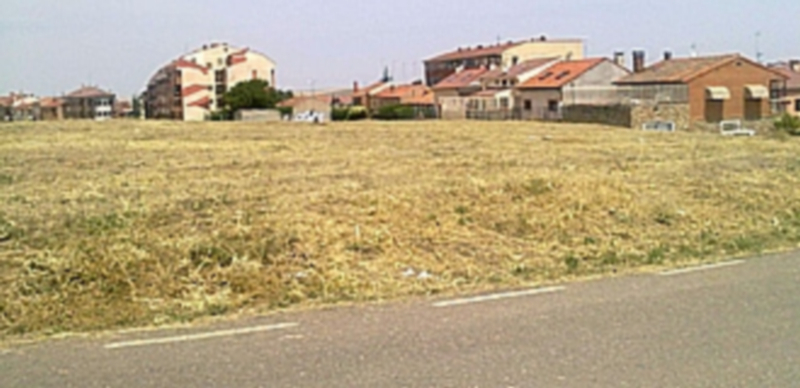 Una de las parcelas rústicas cercanas al casco urbano en la que no se han realizado las tareas de limpieza. / El Adelantado