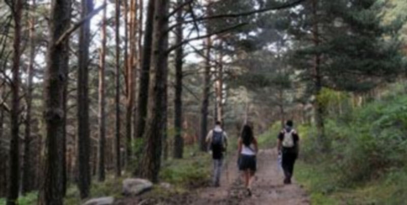 Un grupo de senderistas camina por un pinar situado en El Espinar