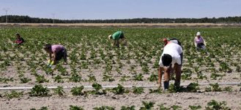 El sector agrario ha ocupado a casi un 11% del total de trabajadores durante el pasado verano