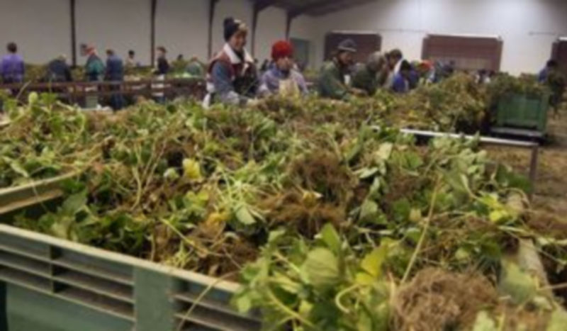 Trabajadoras de una empresa de planta de fresa de la provincia. / Juan Martín