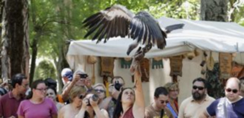 Un buitre de espalda blanca en la mano de su cuidadora
