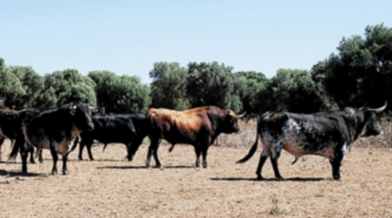 Toros seleccionados de la ganadería de Lagunajanda. / Chantal Núñez