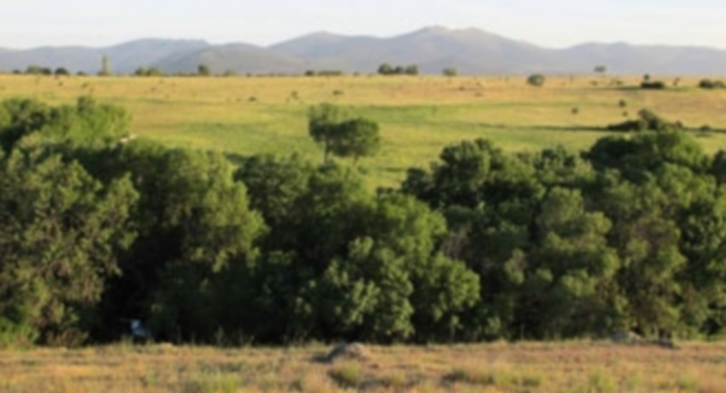 Ribera del arroyo de Miguel Bueno