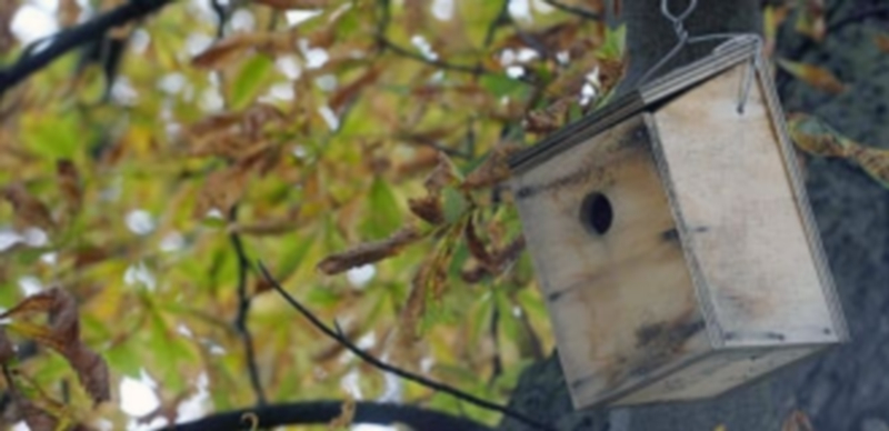 En otras ocasiones se han dispuesto cajas nido para otras aves
