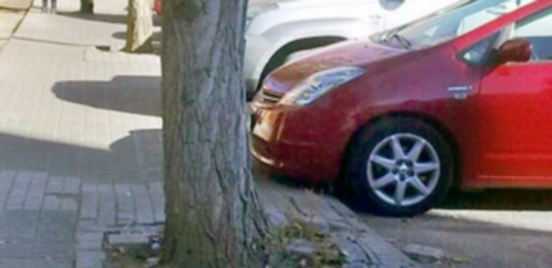 Los árboles serán  reemplazados en algunos casos por plantas menos agresivas para las aceras. / El Adelantado